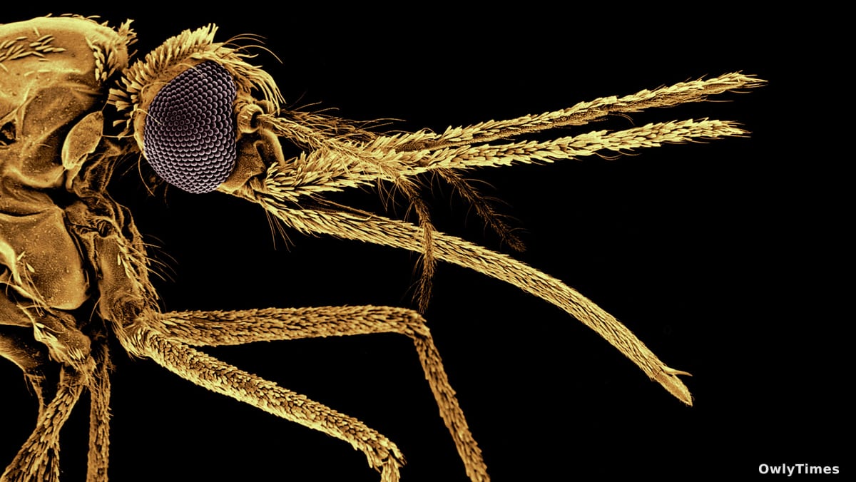 Mosquitoes & Humans: 3M Years of Co-Evolution – Analysis