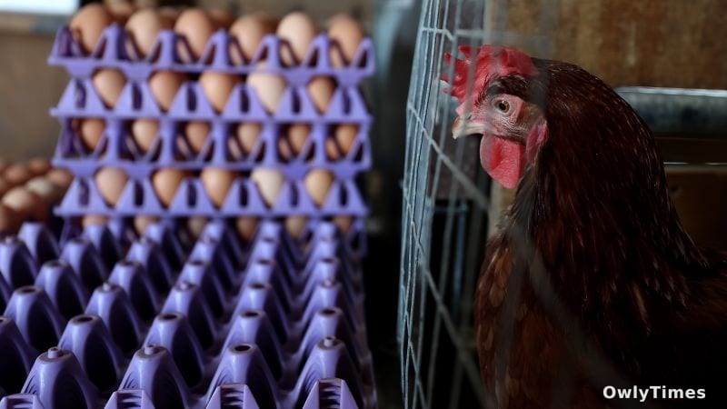 Egg Price Crash: Analysis of the Industry's Sudden Shift