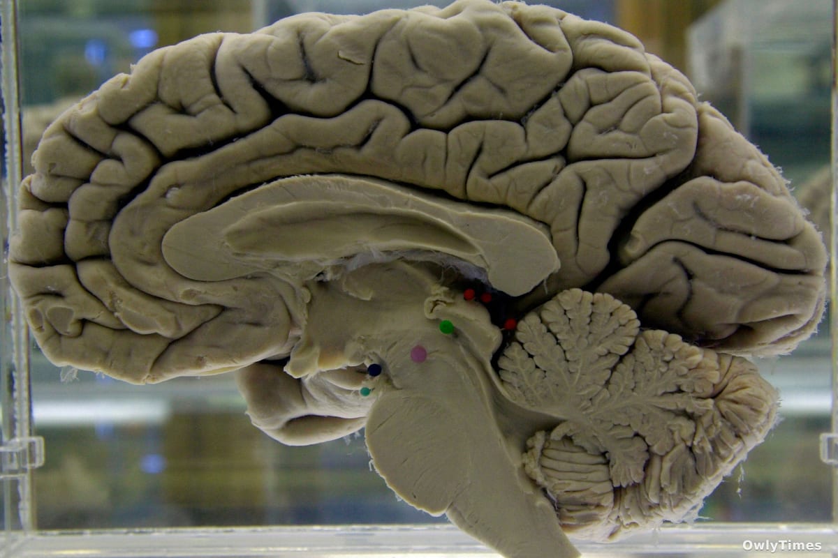 Sammi Grossman’s 2021 Health Crisis Sparks Push for Early Brain Care