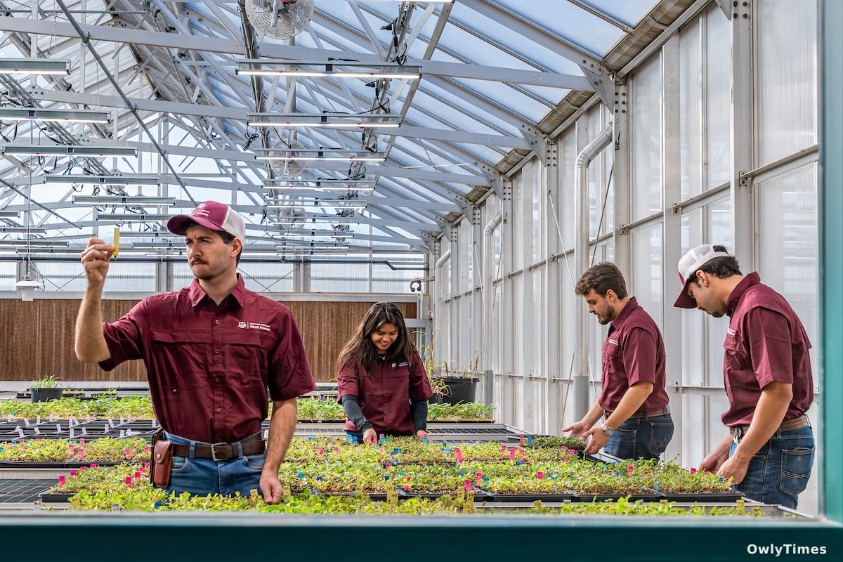 A&M Greenhouses: A Signal for Future Food Security Analysis