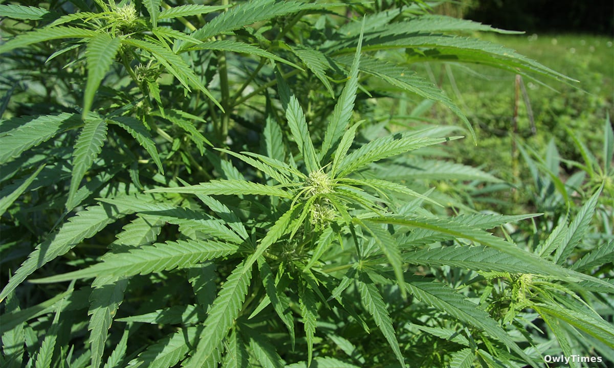 Cannabis & Appetite: Brain Link Analysis Reveals Key Shift