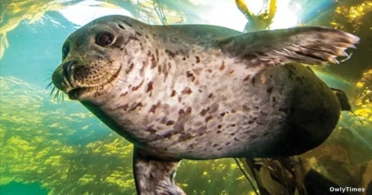 Ocean Tech Shift: How OSU Rethinks Marine Conservation