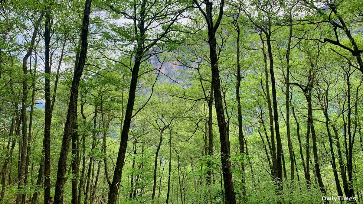 Danish Forestry Projects Often Neglect Local Human Needs