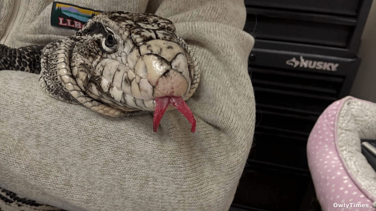 Frankie the Tegu: A Frostbite Case Signals ‘One Health’ Impact