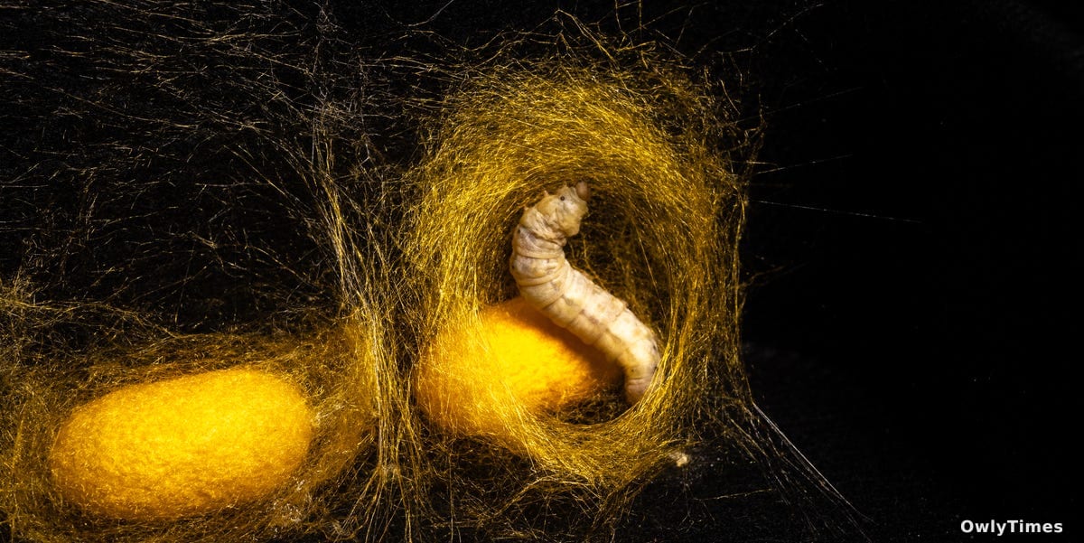 Silkworm Gene: Anti-Aging Shift & Human Lifespan Impact?