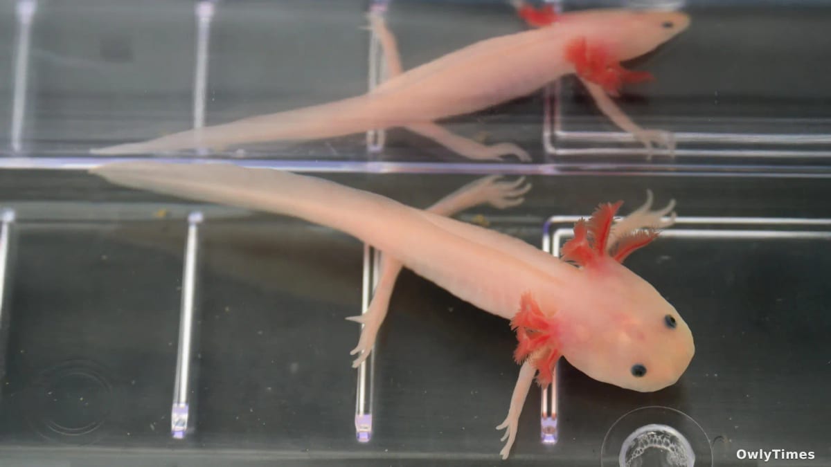 Scientists use axolotls to unlock human limb regeneration secrets