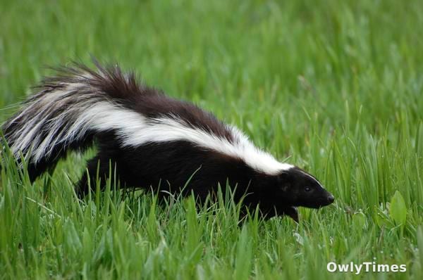 Rabies in CO: A Climate Shift & Public Health Stakes