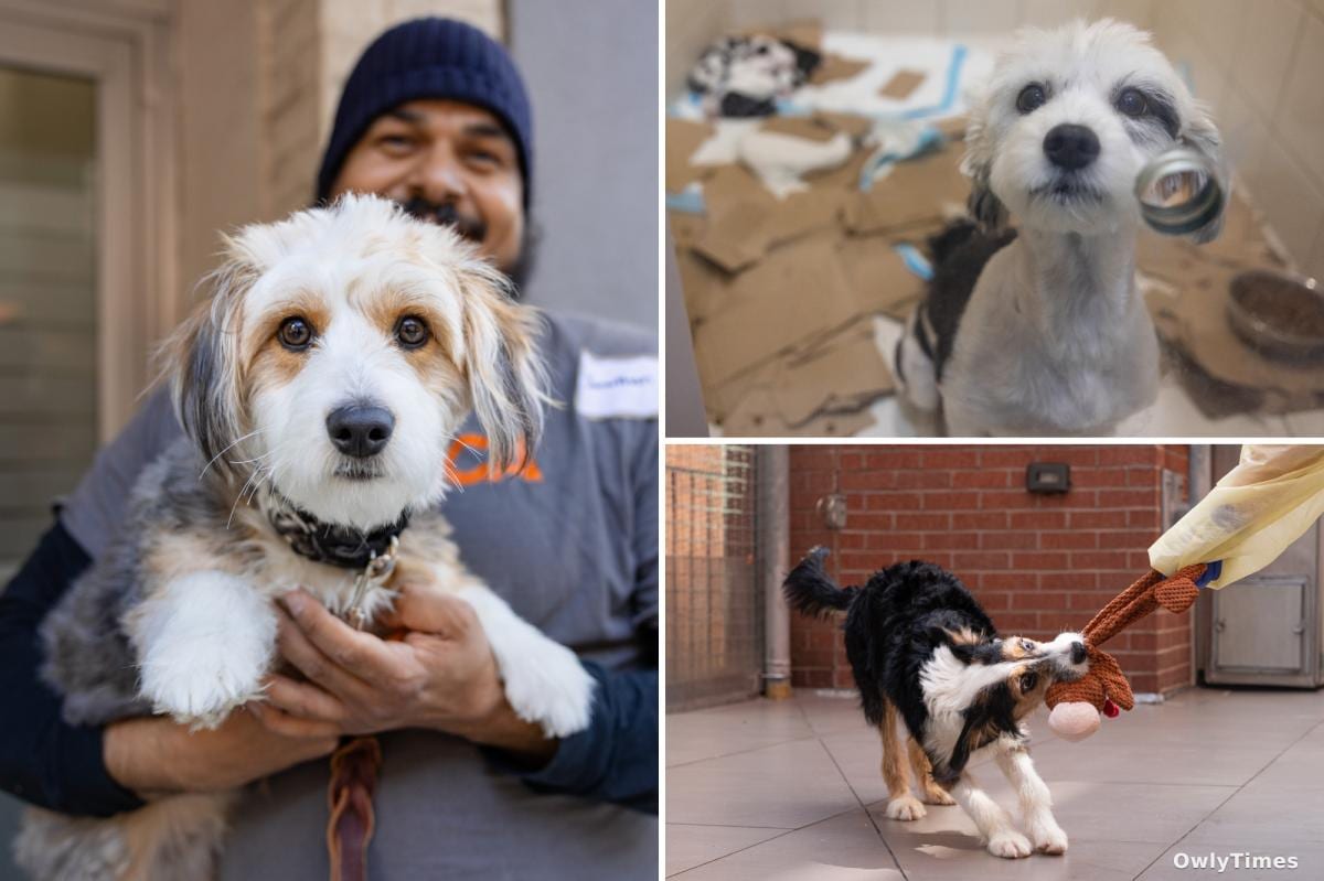Bronx Dog Abuse Case: A Rehab Shift Validated