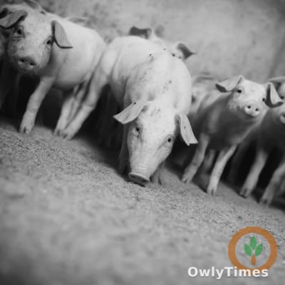 Missouri Hog Farms: Health Now Drives Profitability