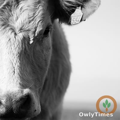 Cattle Futures at $238.52: A Standoff Signals Market Risk