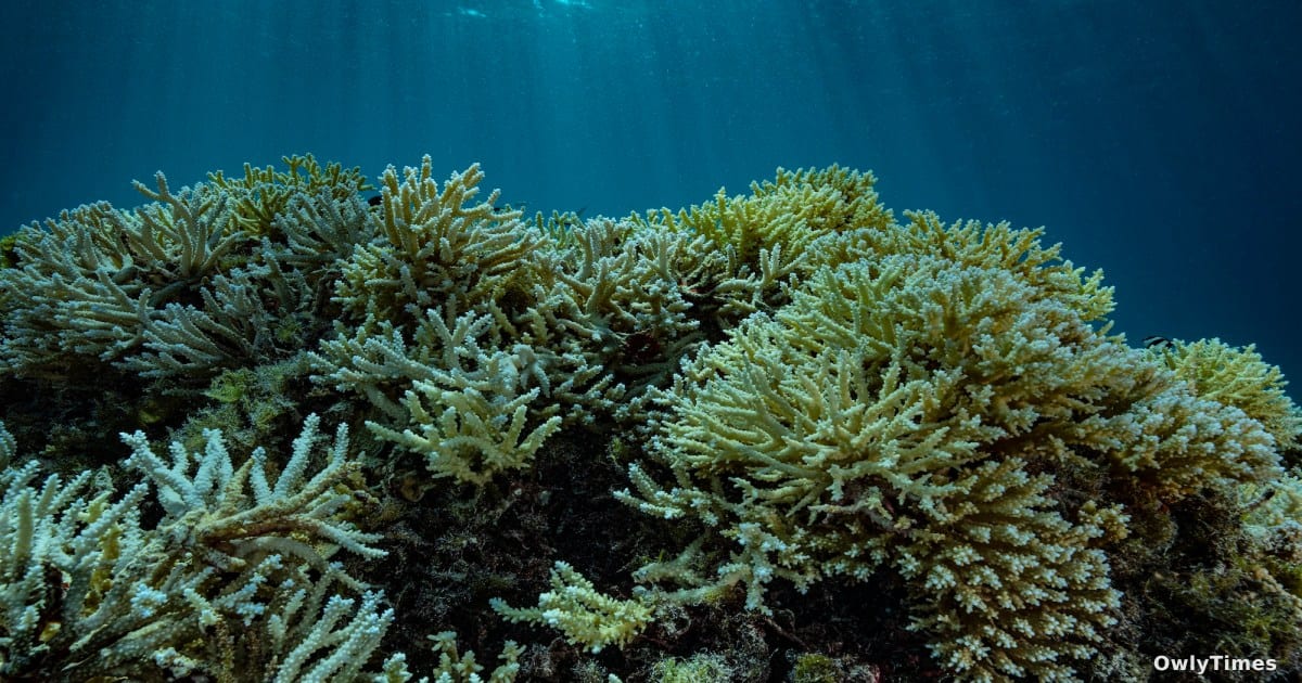 Guam Reefs: Military Expansion Signals Environmental Shift