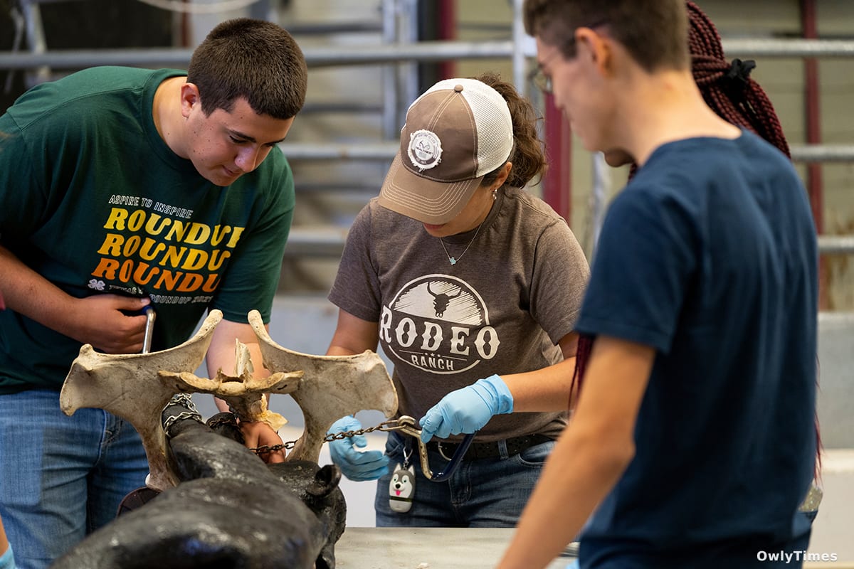 Texas A&M Program: A Vet Shortage Solution? Analysis.