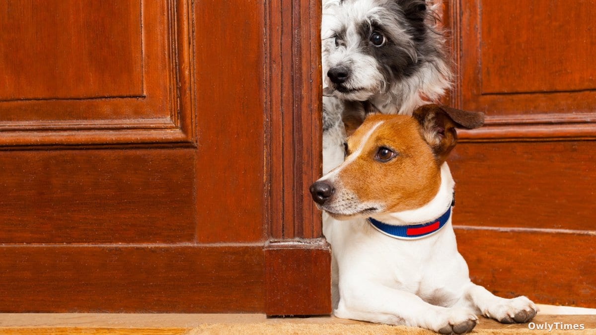 Dog Kindness: New Study Signals Toddler-Like Altruism