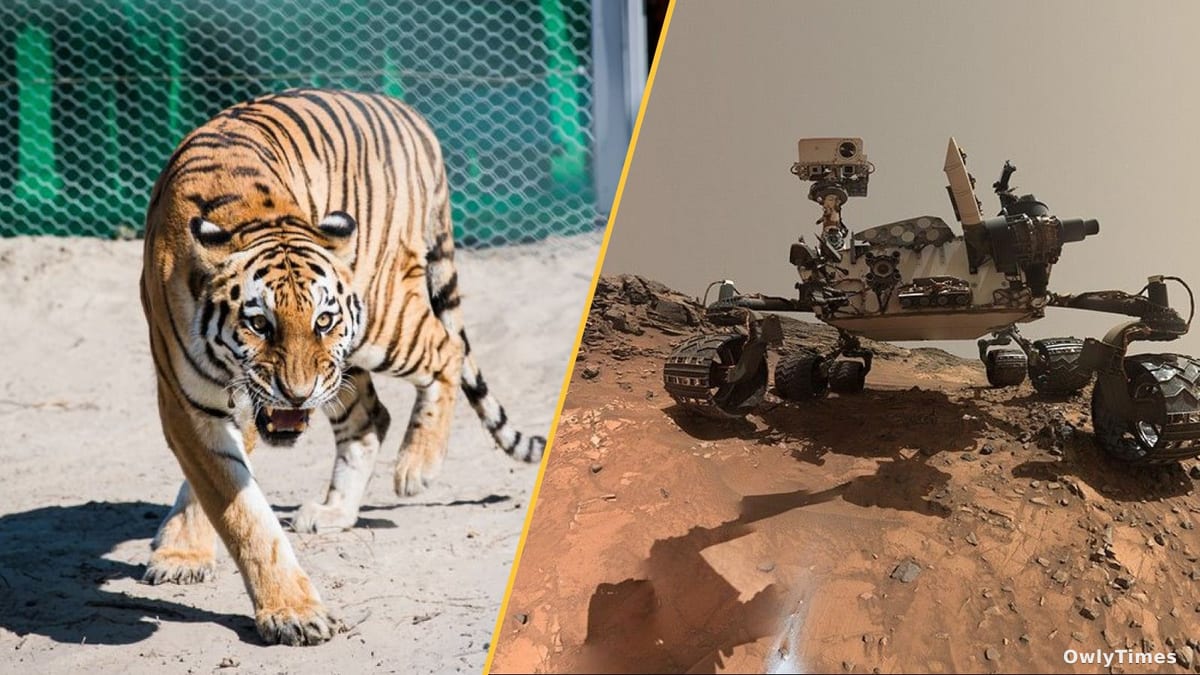 Kazakhstan Tigers: A Signal of Ecological Restoration's Stakes