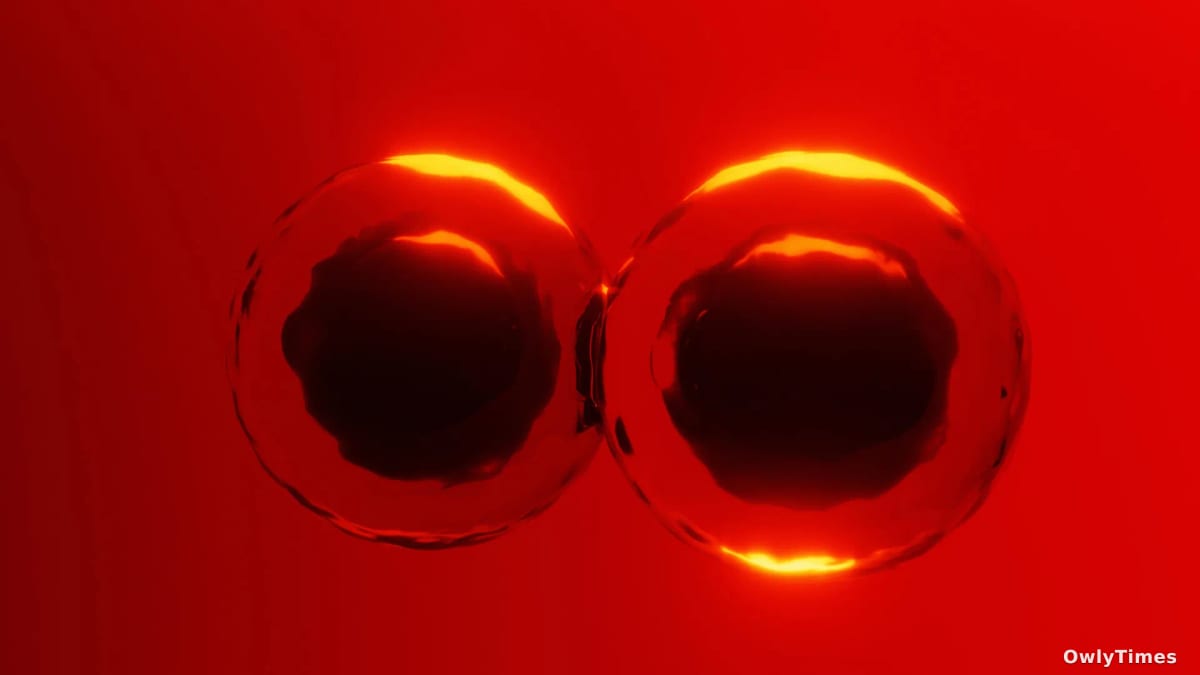 Yolk & Division: New Analysis Reveals Embryo Shift