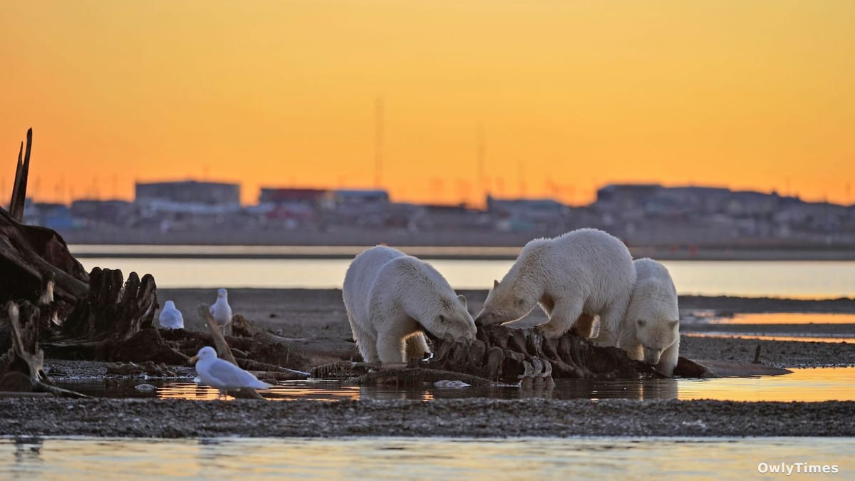 Parks Canada study finds bears enter towns regardless of hunger levels
