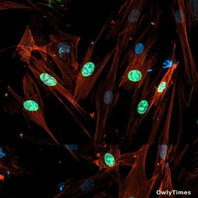 Aging Reversal: Gene Therapy's Impact on Cellular Shift