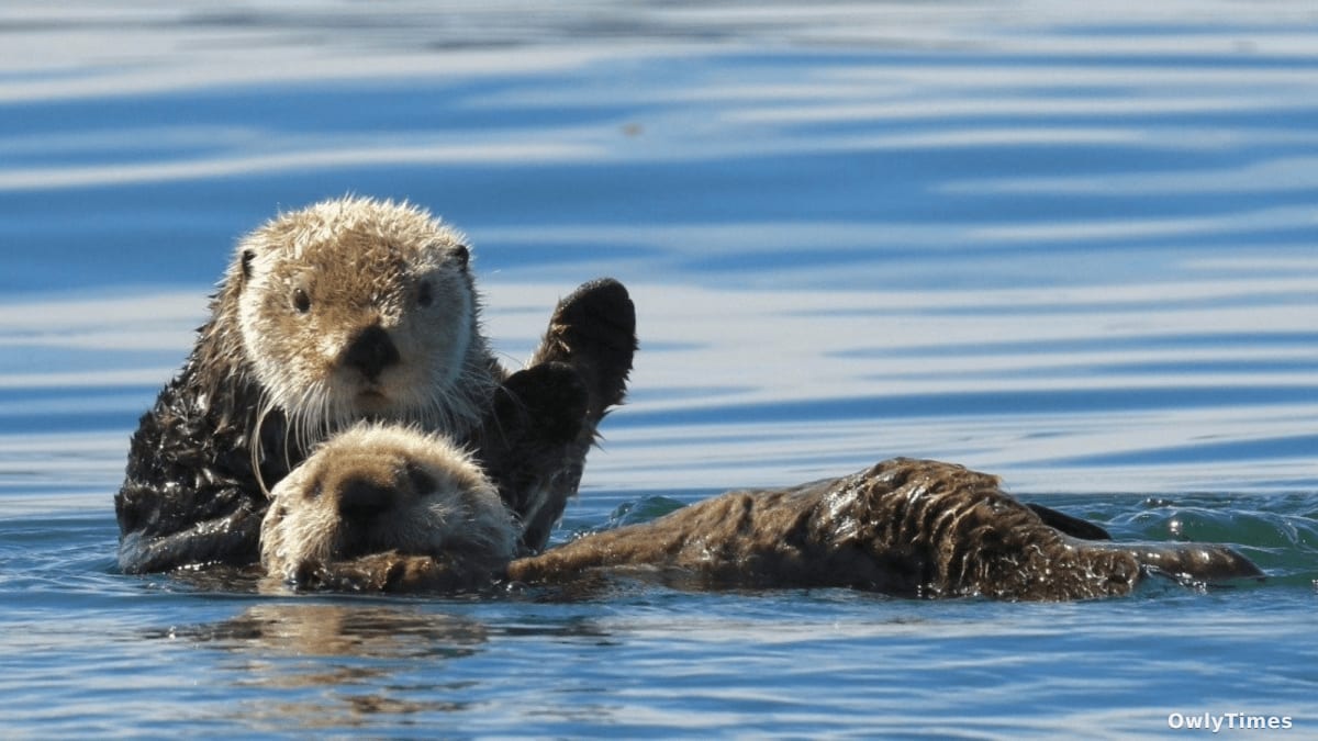 Heide Island Book Explores Scientific Origins of Otter Play