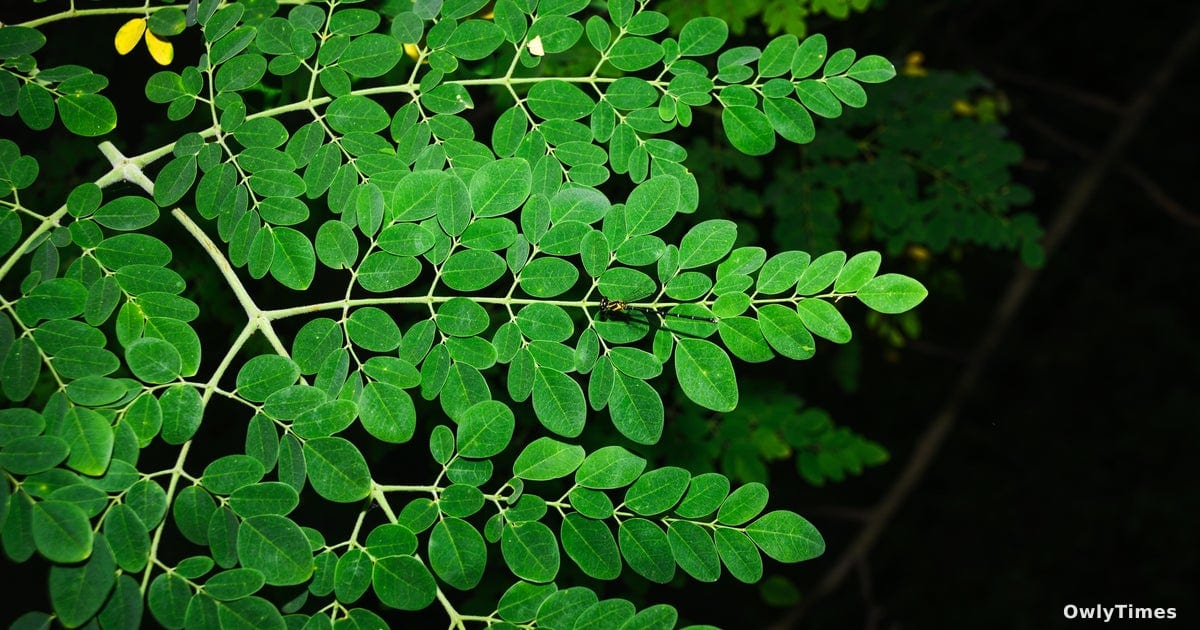 Moringa Recall Signals Wider Supplement Safety Risks