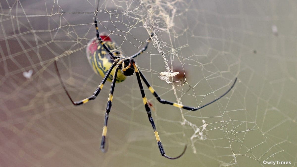 Joro Spider Spread: Ecological Stakes & What It Reveals