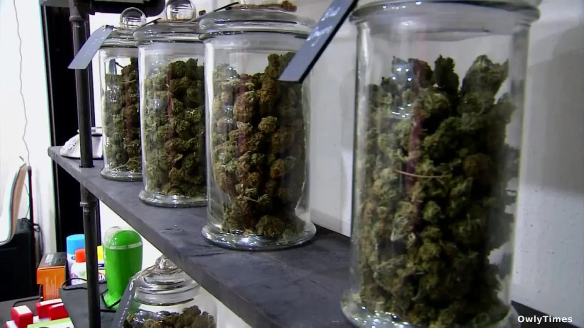 OK Cannabis: $60M Revenue Loss Signals Market Shift