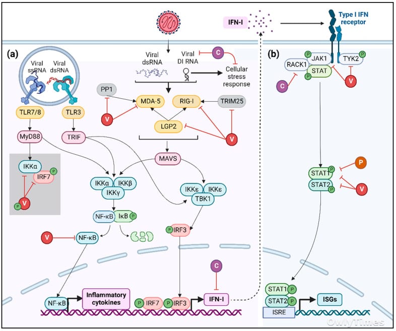 Lupita & Measles: A Health System Strain Signals Wider Risks