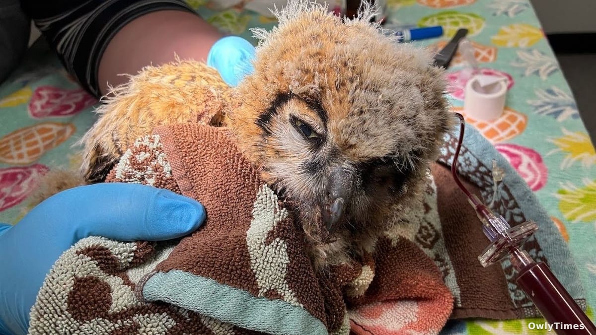 Owl Rescue Signals Wider Rodenticide Risk Analysis