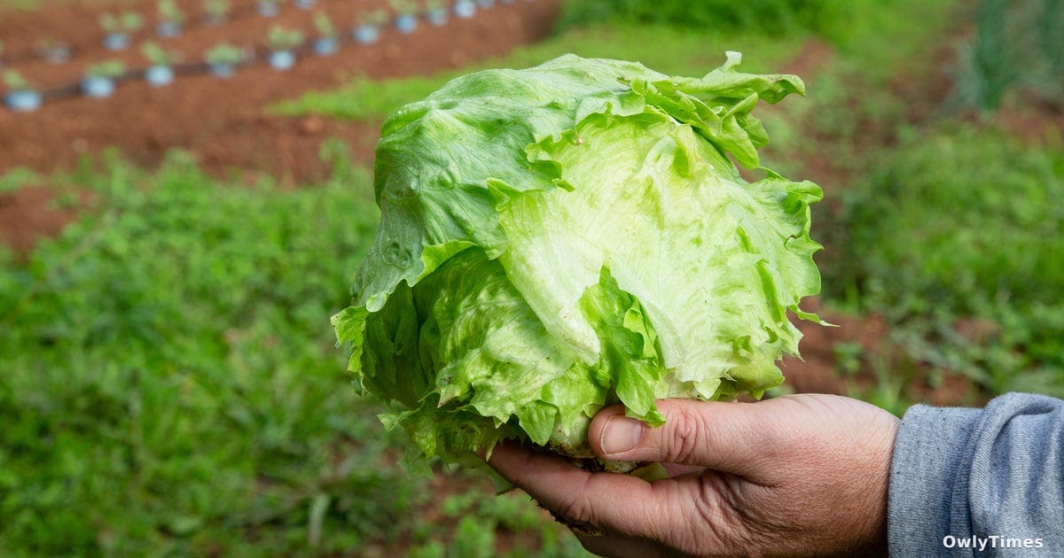 Taylor Farms Recalls Lettuce Products Over Parasite Contamination