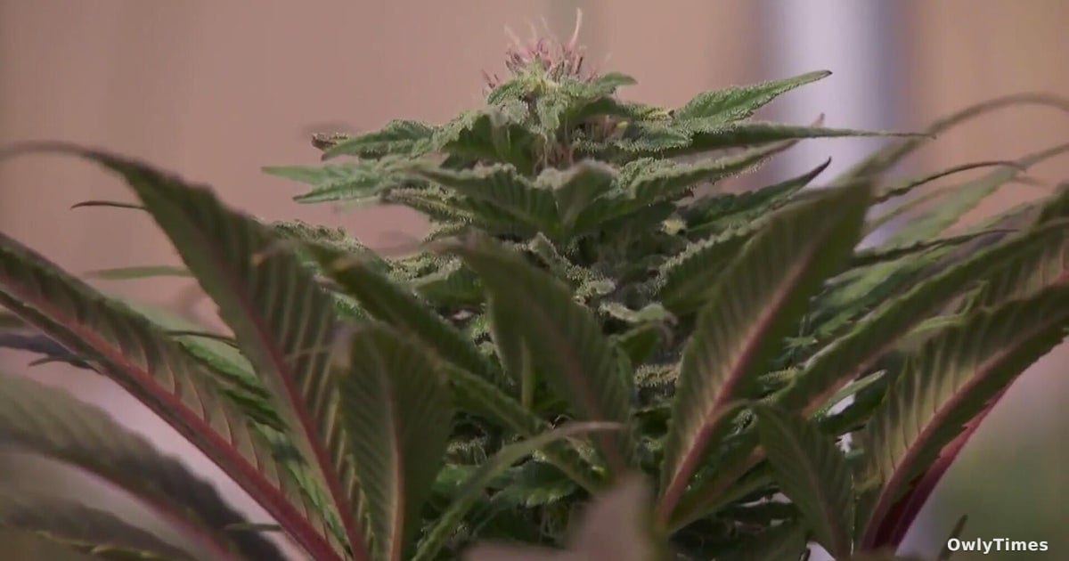 Schedule III Move Cuts Taxes for Colorado’s $1.3B Cannabis Industry