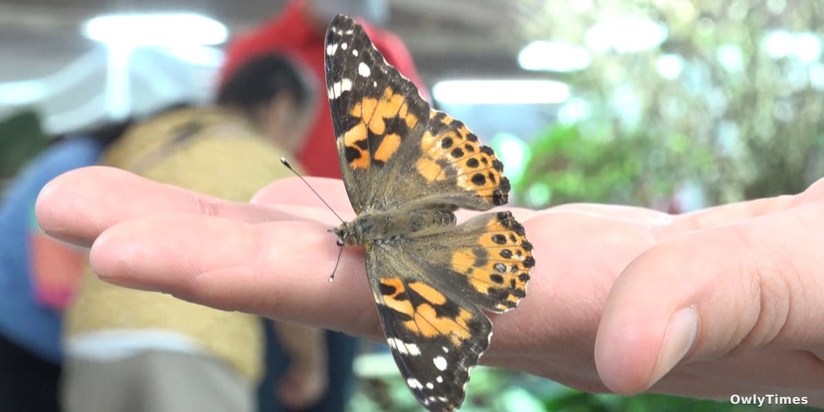 Butterflies Alive: Lubbock Exhibit Signals Ecosystem Stakes