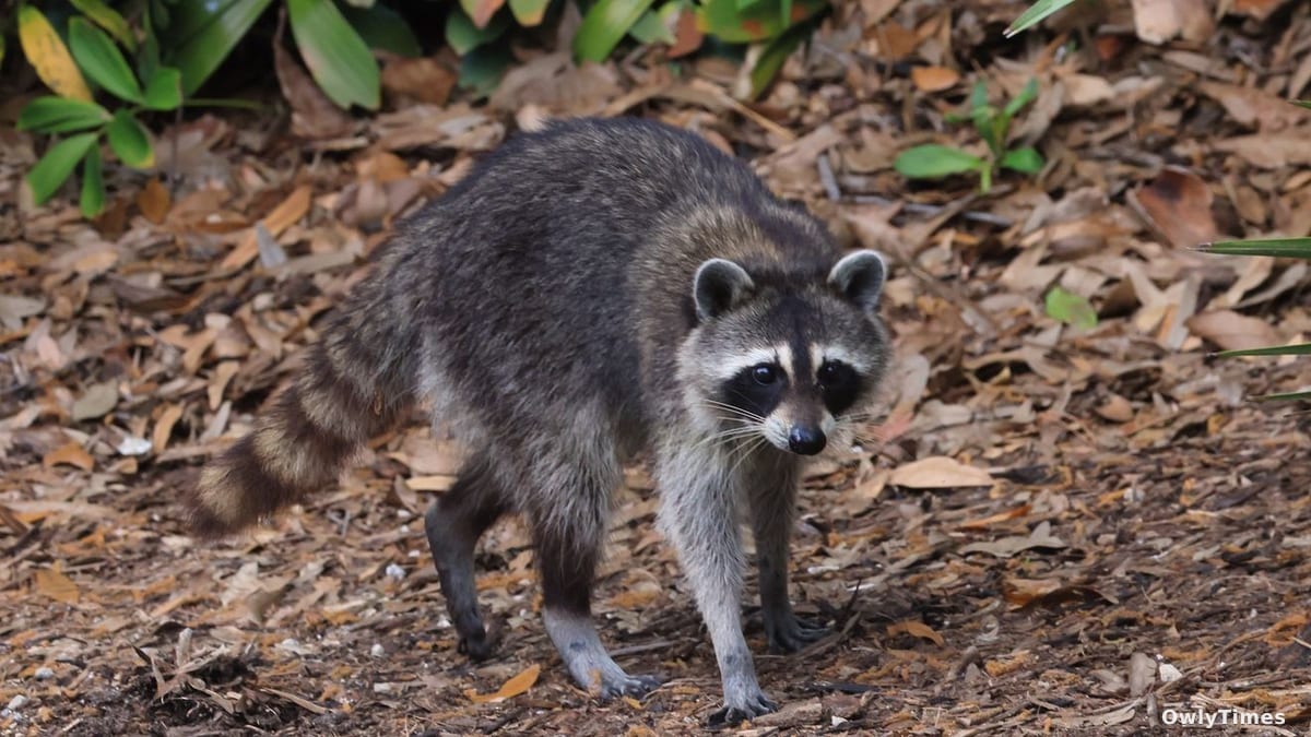 Central VA Rabies: A Zoonotic Risk Shift & What It Means