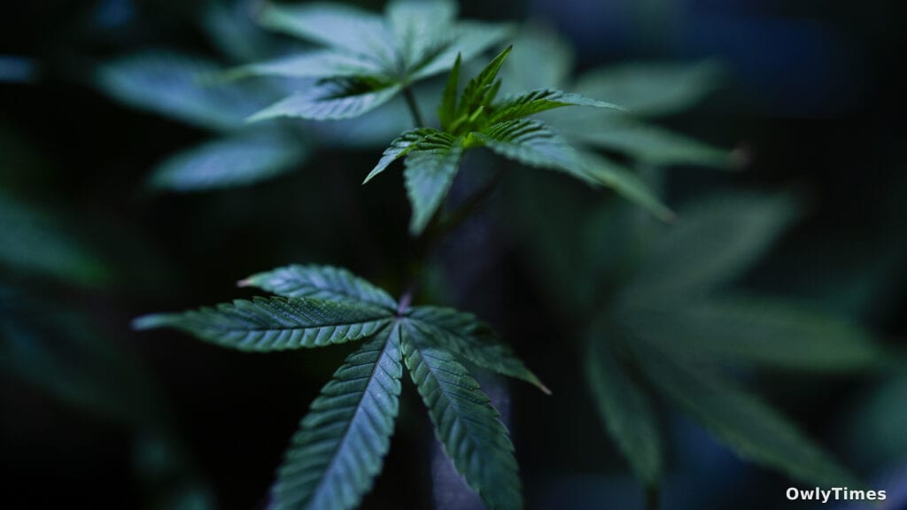 Medical Marijuana: Evidence Fails to Match the Hype – Analysis