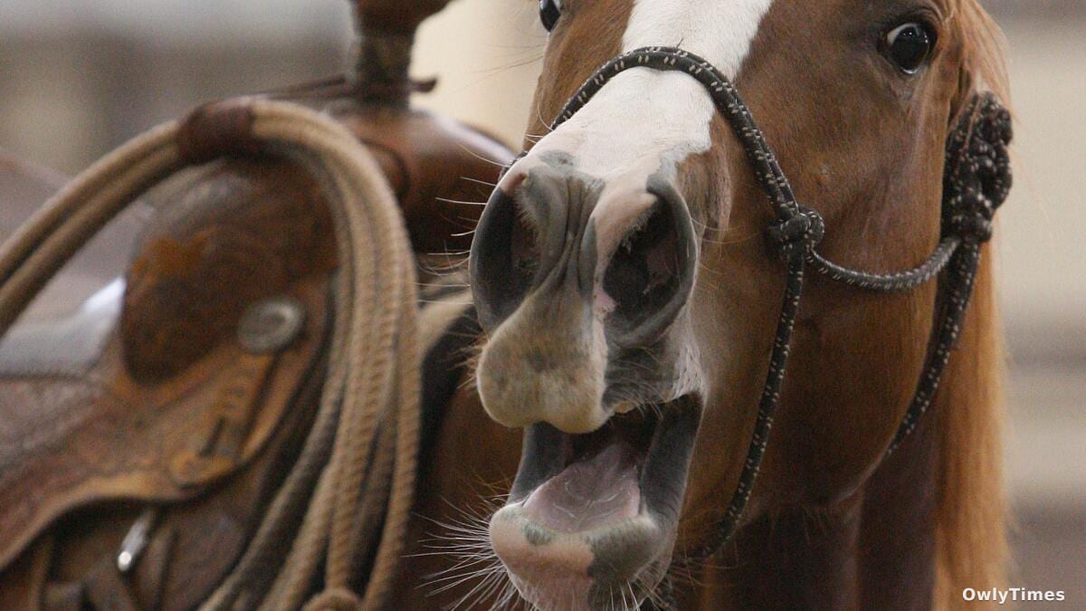 Horse Whinnies: New Analysis Reveals Emotional Complexity