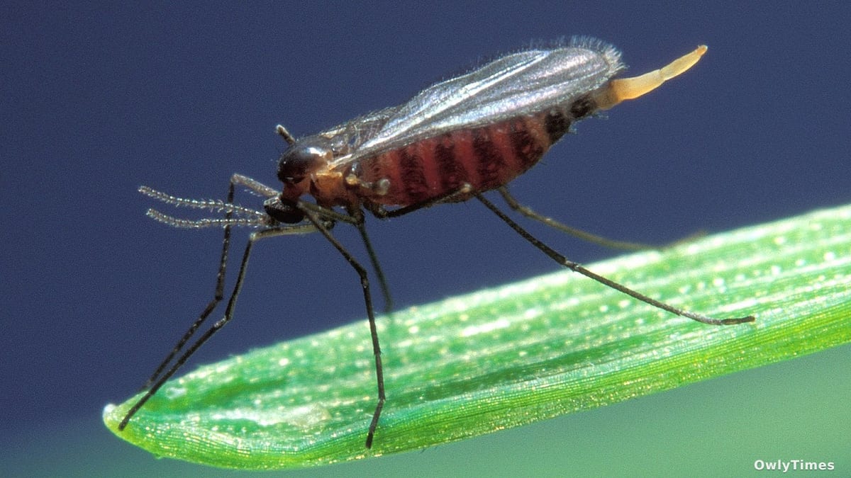 Hessian Fly: A Founding Crisis & Its Lasting Impact