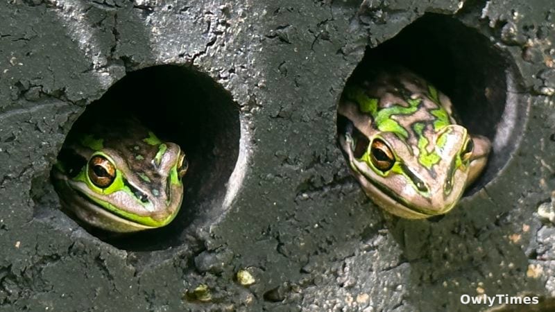 Frog Plague Fight: Analysis of a Risky Rescue Signal