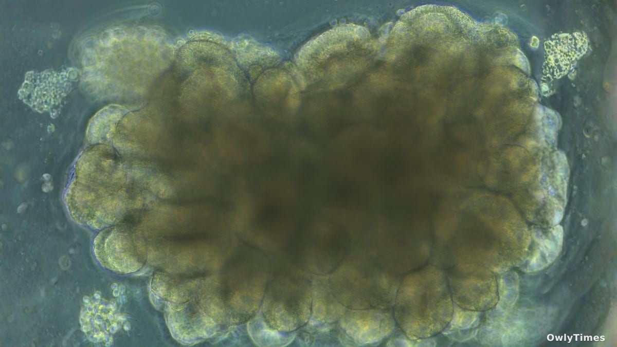 Mini Brains Signal New Insights into Learning & Adaptation