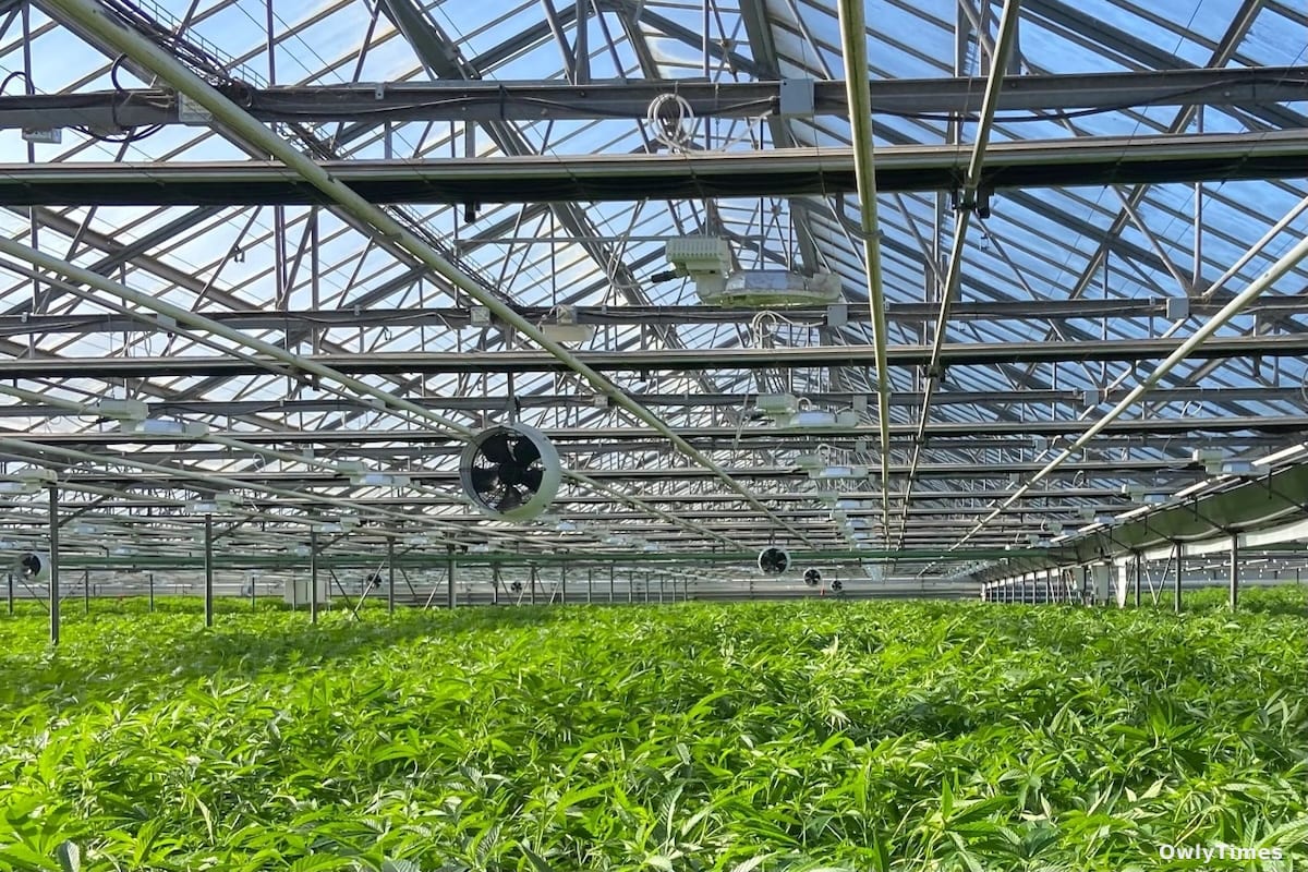 Santa Barbara Cannabis Tax: A $400K Revenue Gamble?