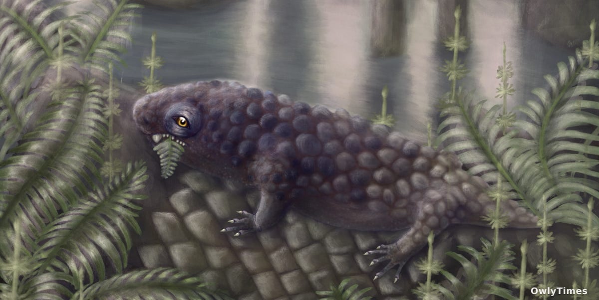 Early Herbivore Fossil Shifts View of Land Life’s Origins