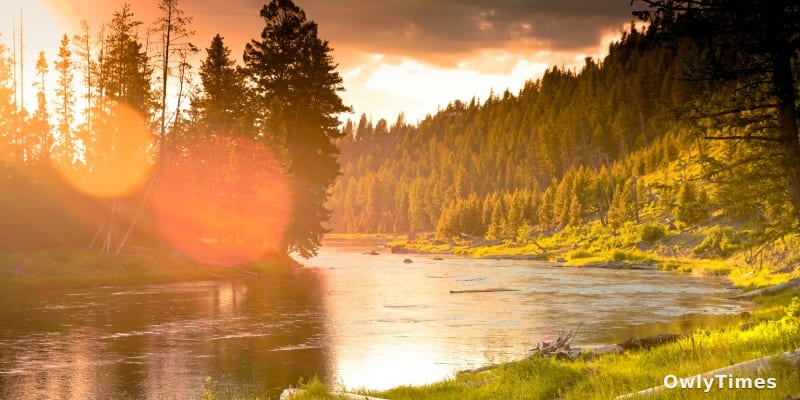 Grizzly Charges Yellowstone Camp as Teacher Fumbles for Spray