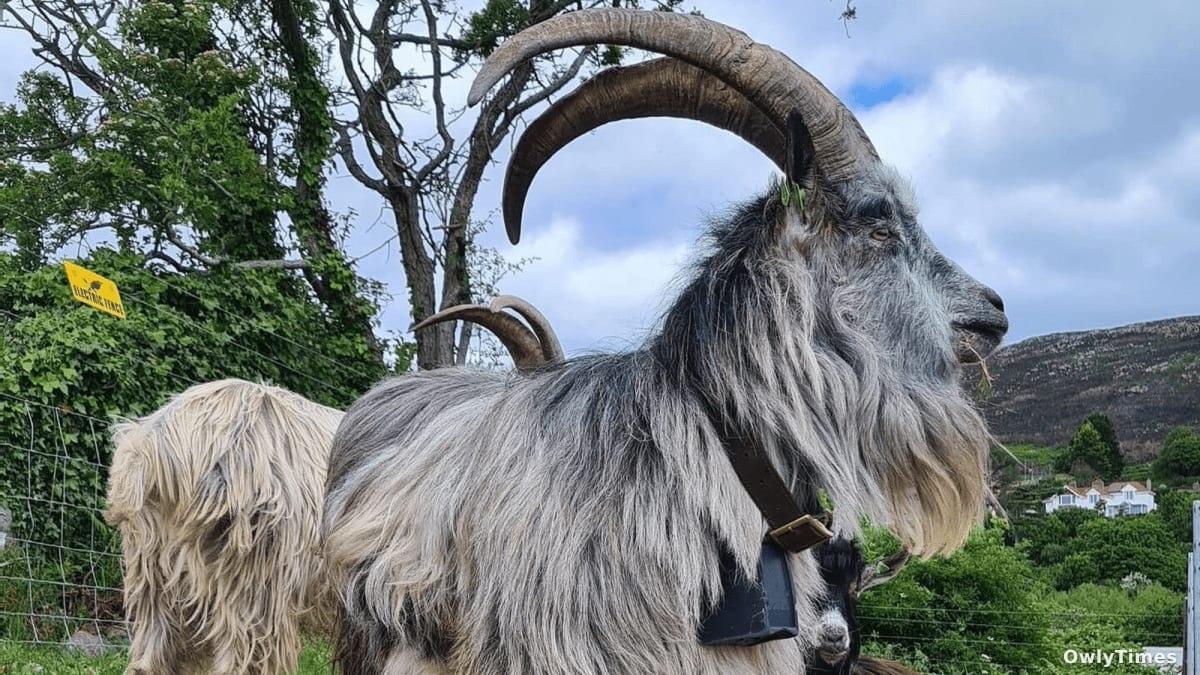 Irish Goats: DNA Reveals New Insights into Ancient Farms