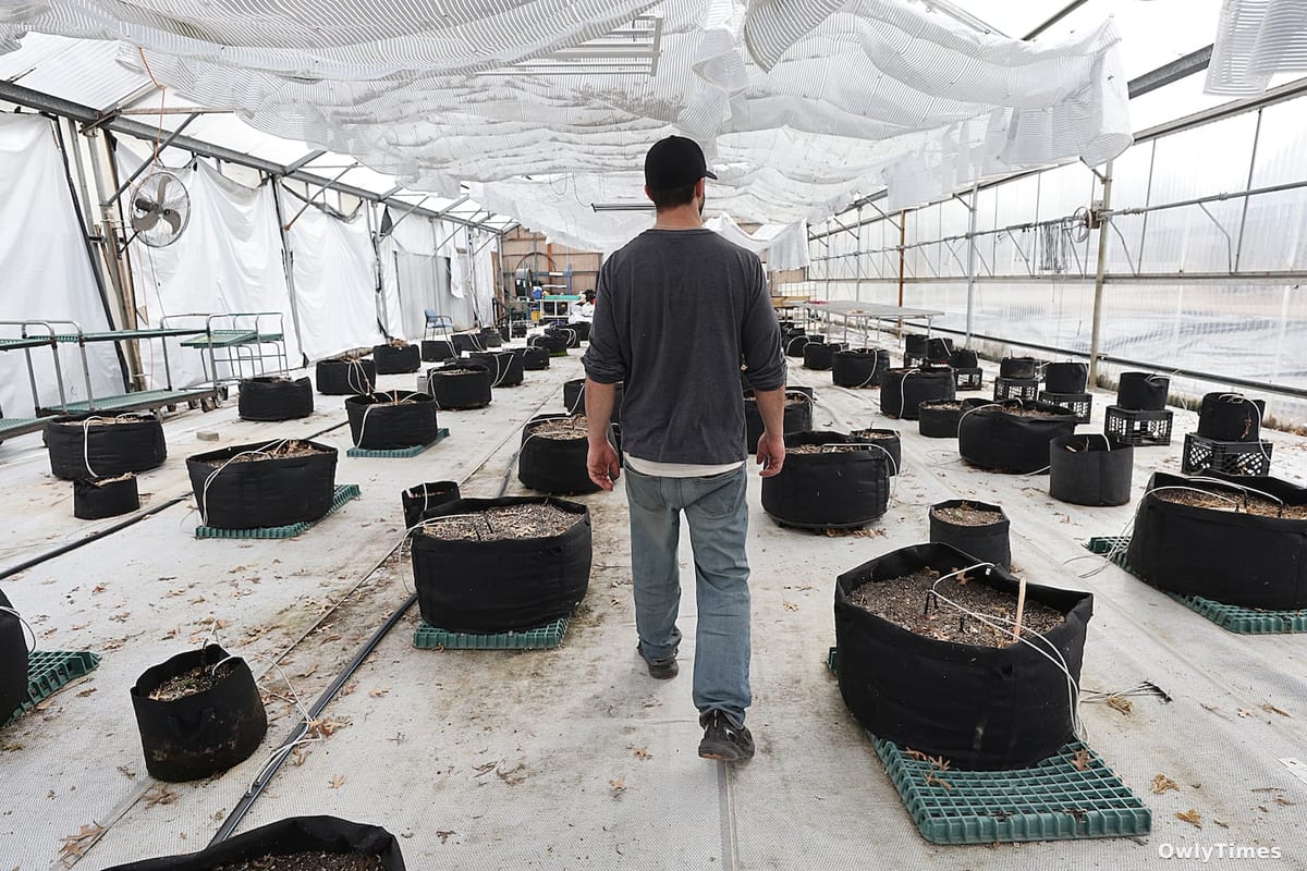 CBD Industry at Stake: Federal Ban Threatens $47B Market