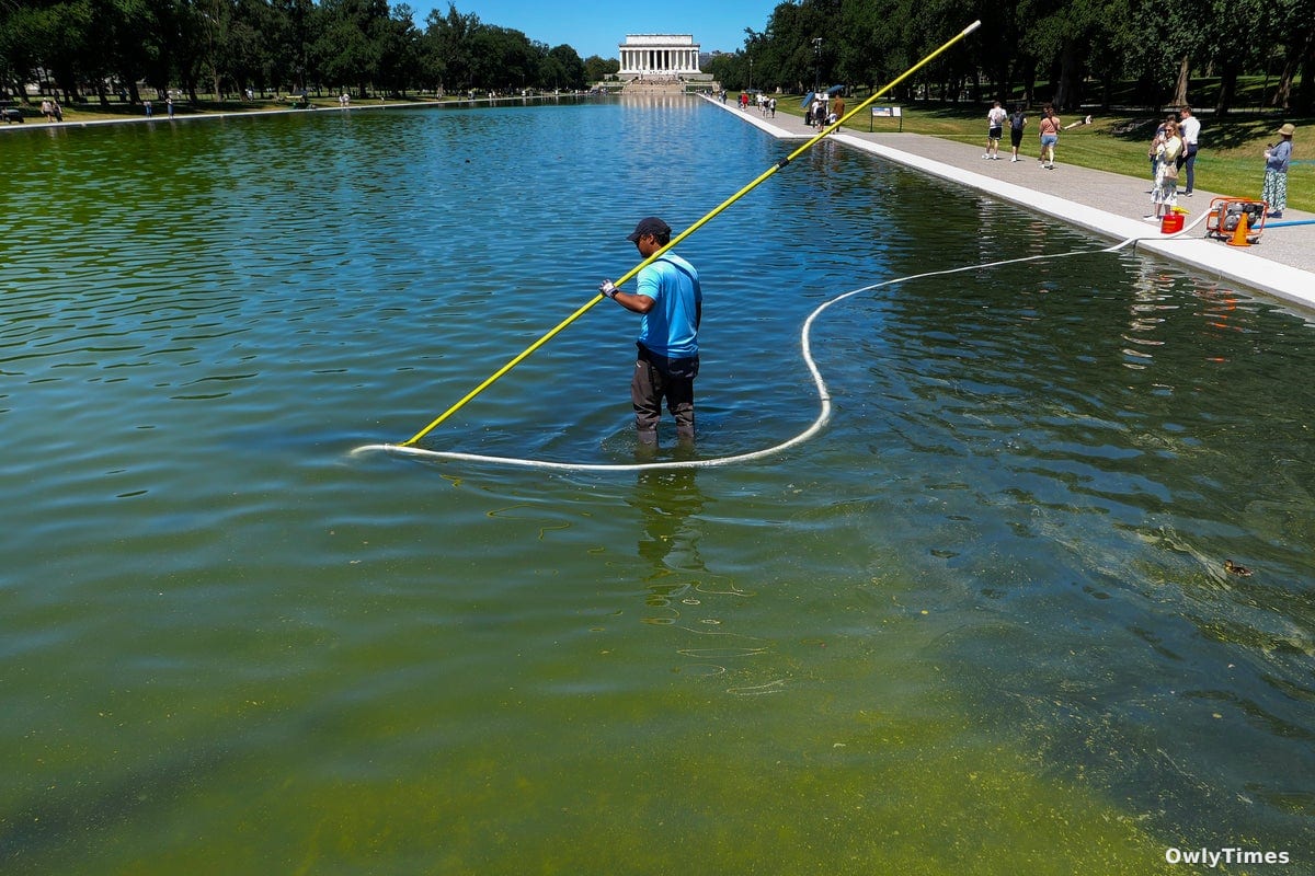 Researchers Challenge Lincoln Memorial Pool Algae Cleanup Methods
