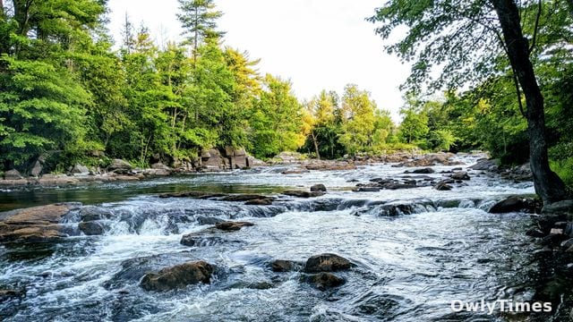 AI Predicts E. coli Water Contamination
