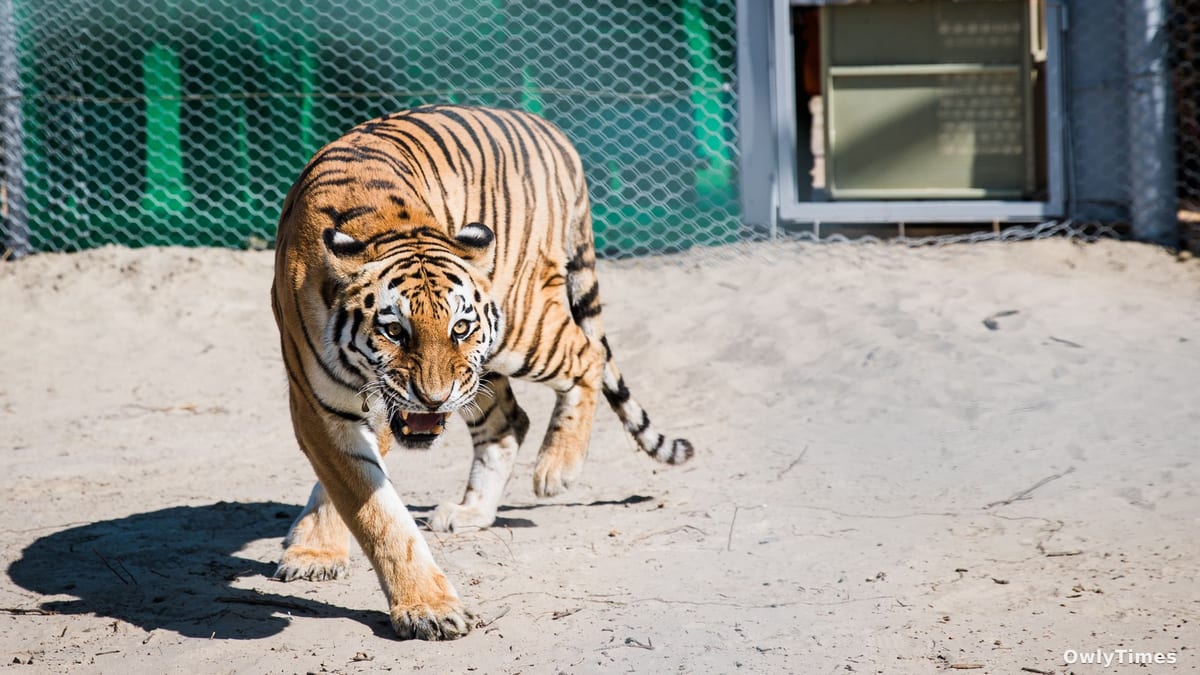Kazakhstan Tiger Reintroduction: Ecological Stakes & Challenges