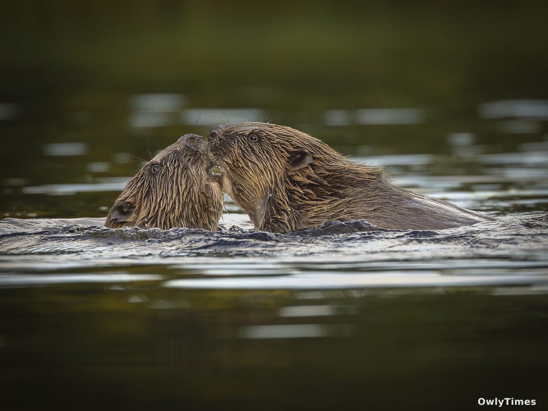 Nose Touching: New Insights into Animal Affection & Origins