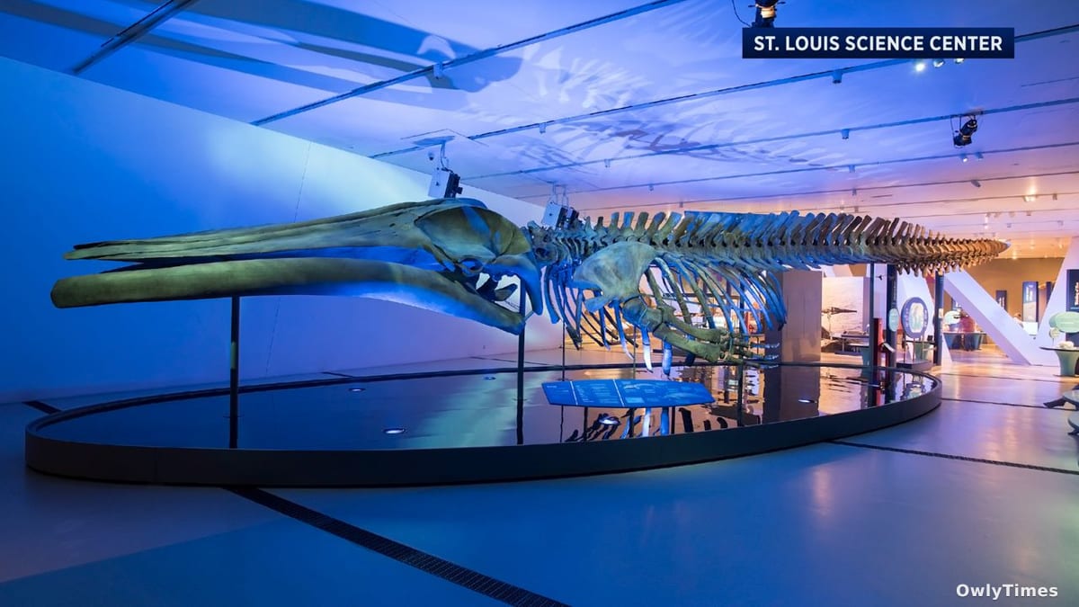 Blue Whale Exhibit: A Conservation Science Signal for St. Louis