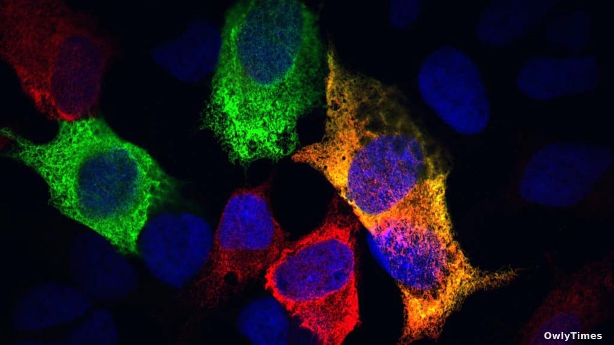 Aging's Active Response: New Cellular Shift Analysis