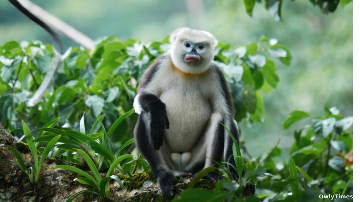 Tonkin Monkey Census: A Fragile Signal of Hope?