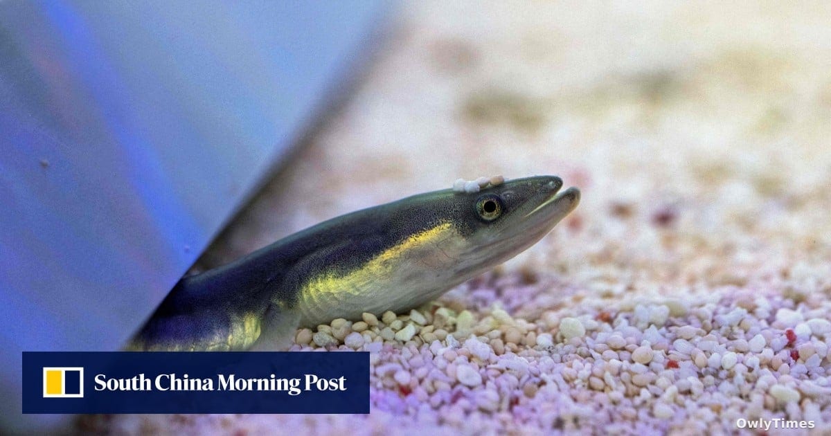 Scientists Unlock Secrets of 6,000km Eel Migration Cycle