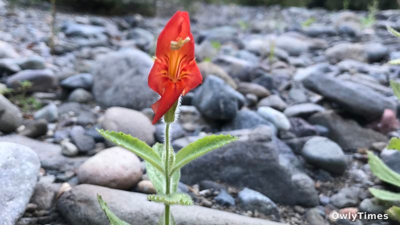 Rapid Evolution: Climate Change's Unexpected Twist?